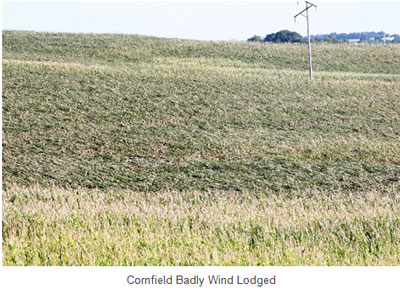 Cornfield.PNG